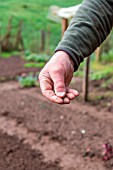 Sowing of Carrot Nantaises in a kitchen garden