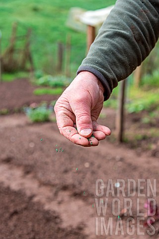 Sowing_of_Carrot_Nantaises_in_a_kitchen_garden