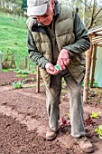 Sowing of Carrot Nantaises in a kitchen garden