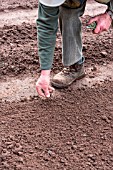 Sowing of Leek Monstrueux de Carentan in a kitchen garden