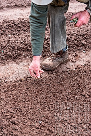 Sowing_of_Leek_Monstrueux_de_Carentan_in_a_kitchen_garden