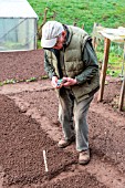 Sowing of Carrot Kuroda in a kitchen garden