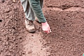 Sowing of Carrot Kuroda in a kitchen garden