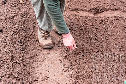 Sowing_of_Carrot_Kuroda_in_a_kitchen_garden