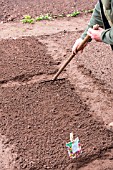 Sowing of Carrot Kuroda in a kitchen garden