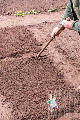 Sowing_of_Carrot_Kuroda_in_a_kitchen_garden