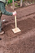 Sowing of Radish Le radical in a kitchen garden