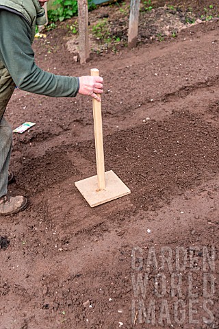 Sowing_of_Radish_Le_radical_in_a_kitchen_garden