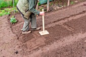 Sowing of Radish Le radical in a kitchen garden