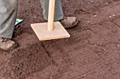 Sowing of Radish Le radical in a kitchen garden