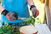 Making of nettle manure