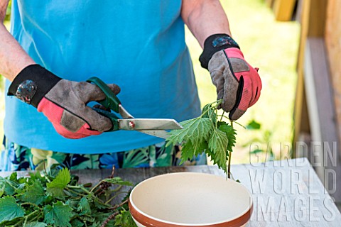 Making_of_nettle_manure