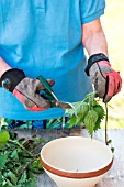 Making of nettle manure