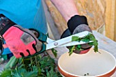 Making of nettle manure