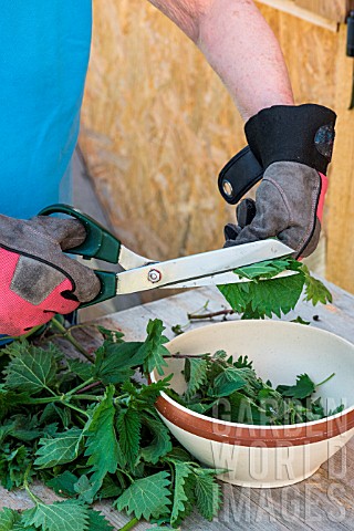 Making_of_nettle_manure