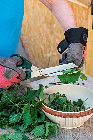 Making_of_nettle_manure