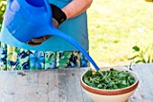 Making of nettle manure