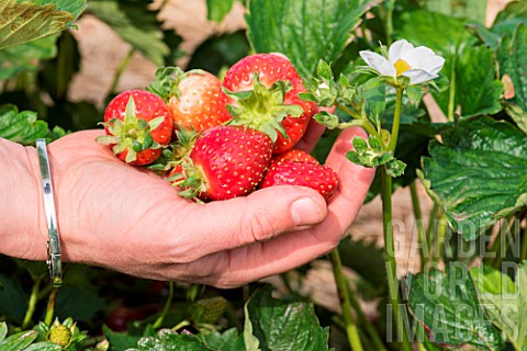 Strawberries_Darselect