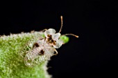 Sycamore Lace Bug (Tingidae sp), France