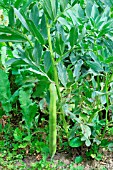 Vicia faba (beans), Dordogne, France