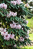 Rhododendron brachycarpum in bloom. Arboretum de Kalmthout, Belgium