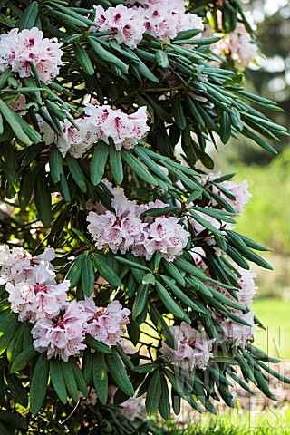 Rhododendron_brachycarpum_in_bloom_Arboretum_de_Kalmthout_Belgium