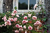 Climbing rose tree in bloom in a garden