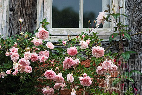 Climbing_rose_tree_in_bloom_in_a_garden