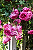 Climbing rose tree in bloom in a garden