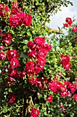 Climbing rose tree in bloom in a garden