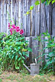 Watering can in zinc in a garden, alcea and old wooden hut, countryside, Dordogne, France.