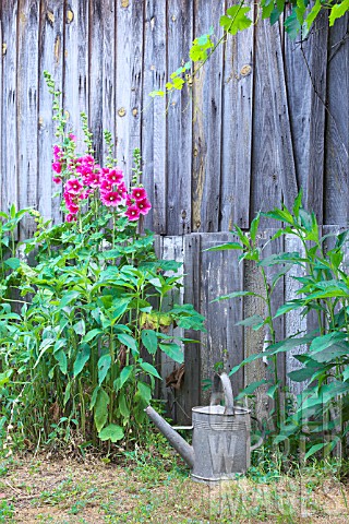 Watering_can_in_zinc_in_a_garden_alcea_and_old_wooden_hut_countryside_Dordogne_France