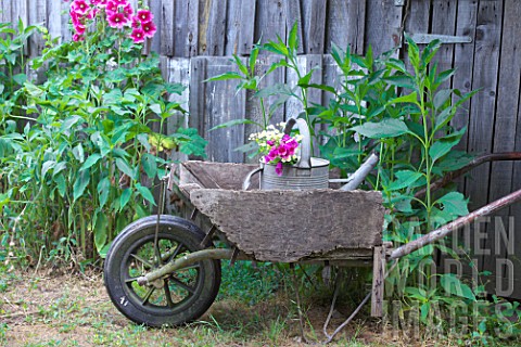 Old_wooden_wheelbarrow_in_a_garden_Alcea_and_old_wooden_hut_countryside_Dordogne_France
