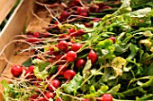 Harvest of Raphanus sativus (Radish)