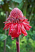 Phaeomeria magnifica (Torch Ginger), Botanical Garden of Bom Sucesso, Sao Tome and Principe Island
