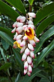 Alpinia zerumbet, Botanical Garden of Bom Sucesso, Sao Tome and Principe Island