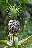 Pineapple (Ananas comosus), Botanical Garden of Bom Sucesso, Sao Tome and Principe Island