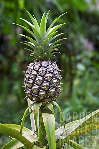 Pineapple_Ananas_comosus_Botanical_Garden_of_Bom_Sucesso_Sao_Tome_and_Principe_Island