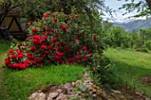 Rhododendron in bloom in a garden