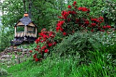 Rhododendron in bloom and garden shed
