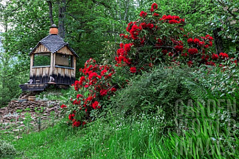 Rhododendron_in_bloom_and_garden_shed