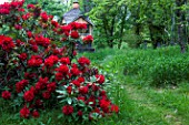 Rhododendron in bloom and garden shed