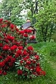 Rhododendron in bloom