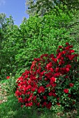 Rhododendron in bloom