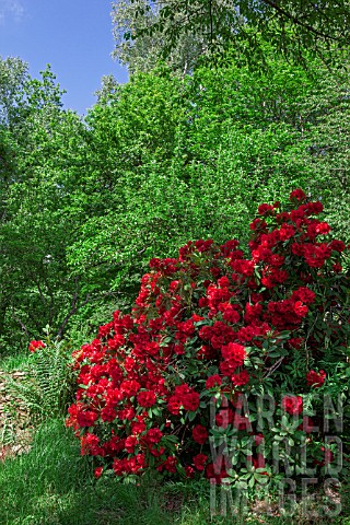 Rhododendron_in_bloom