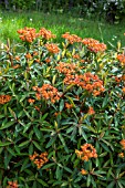 Euphorbia griffithii Fireglow