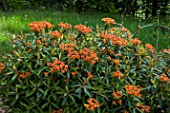 Euphorbia griffithii Fireglow