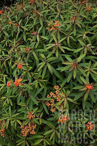 Euphorbia_griffithii_Fireglow