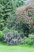 Rhododendron in bloom in a garden