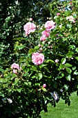 Rosa Chaplins Pink Companion in bloom in a garden